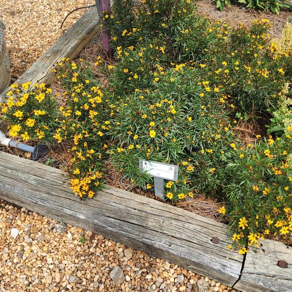 Coreopsis NOVA® 'Amber' Image