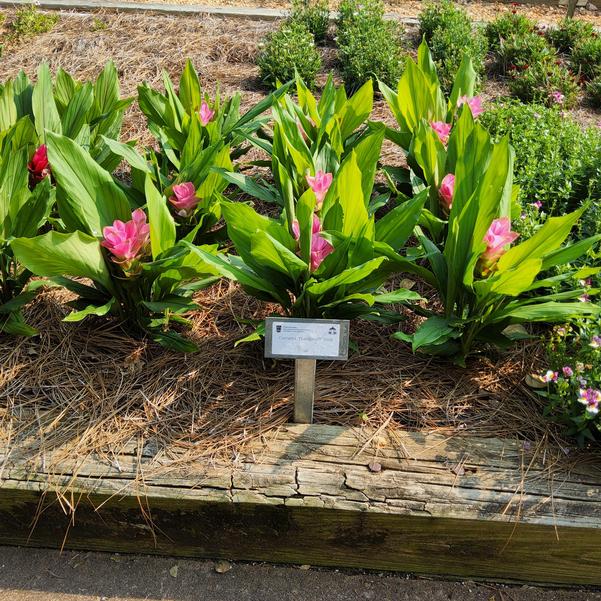 Curcuma ThaiSpice™ 'Pink' Image