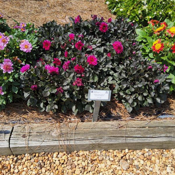 Dahlia City Lights™ 'Compact Magenta' Image