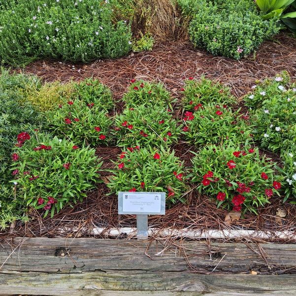 Dianthus interspecific Foreverly™ 'Red' Image