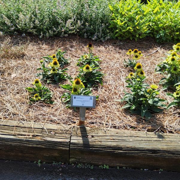 Echinacea PRINCESS™ 'Citrus' Image