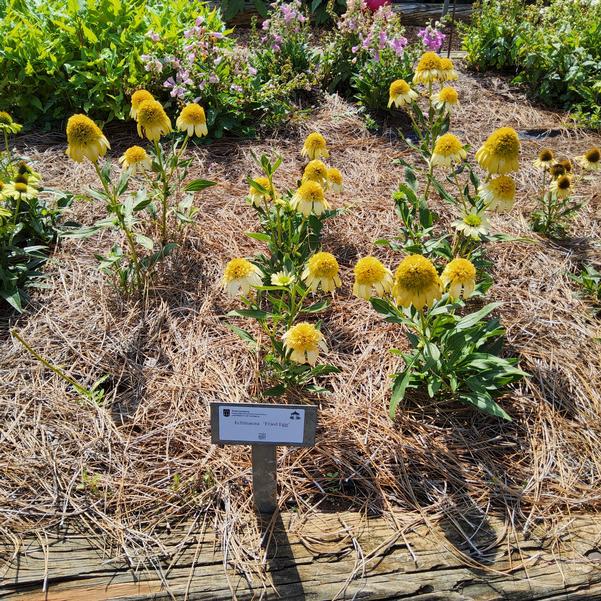 Echinacea 'Fried Egg' Image