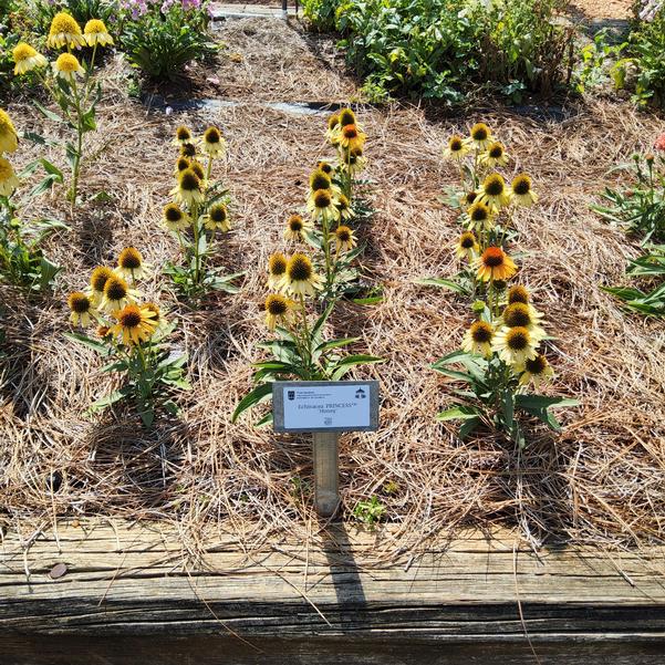Echinacea PRINCESS™ 'Honey' Image