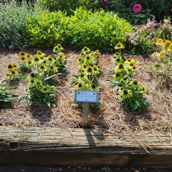 Echinacea KISMET® 'Kiwi' Image