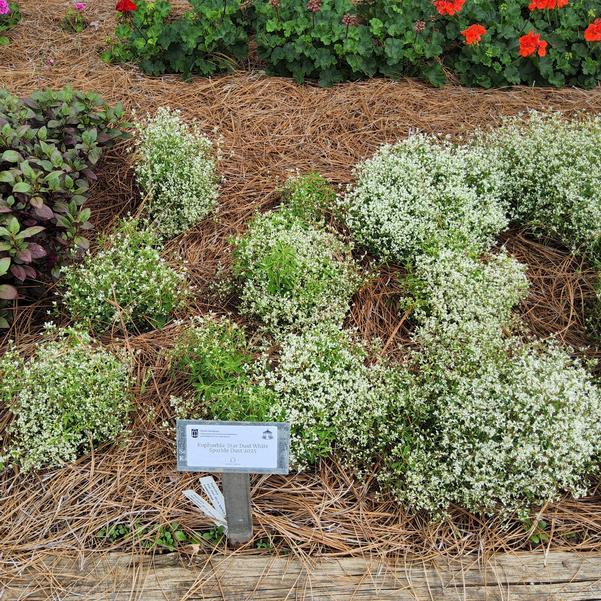 Euphorbia Star Dust White Sparkle Dust 2025 Image