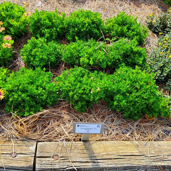 Felicia ameloides 'Sea Spray™' Image