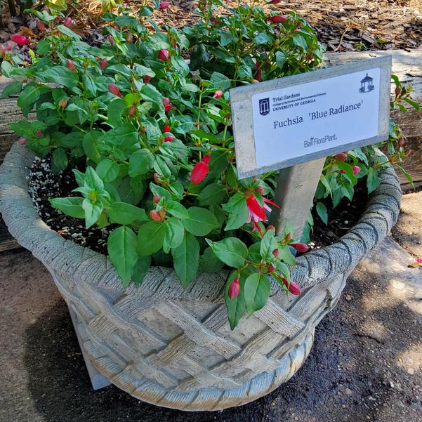 Fuchsia 'Blue Radiance' Image