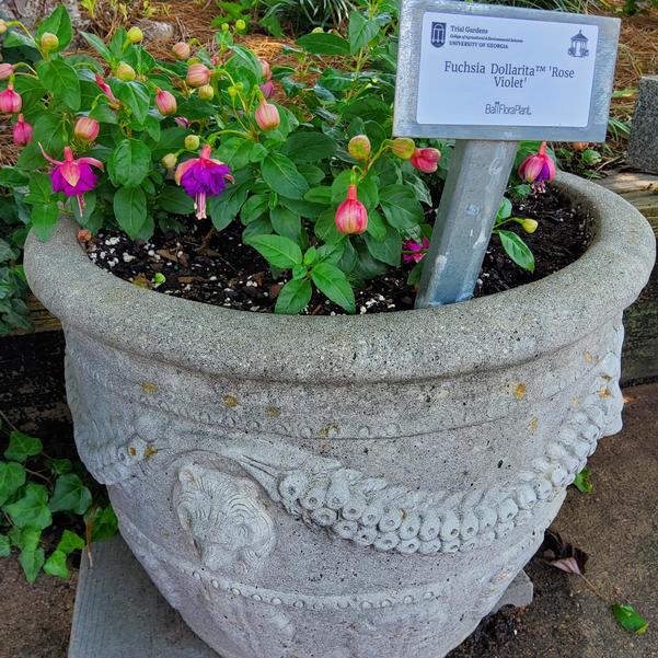 Fuchsia Dollarita™ 'Rose Violet' Image