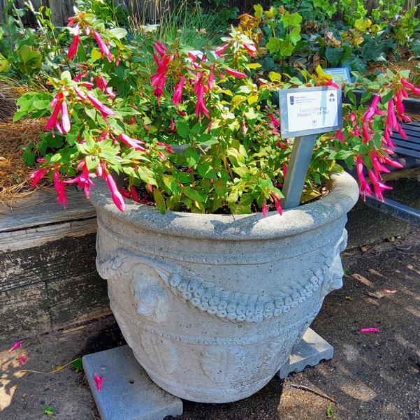 Fuchsia hybrid Sun Pendants™ 'Hot Pink' Image