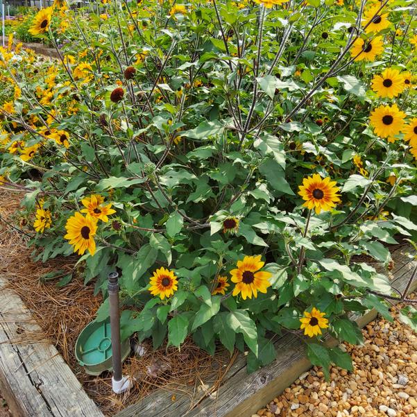 Helianthus Suncredible® 'Saturn™' Image