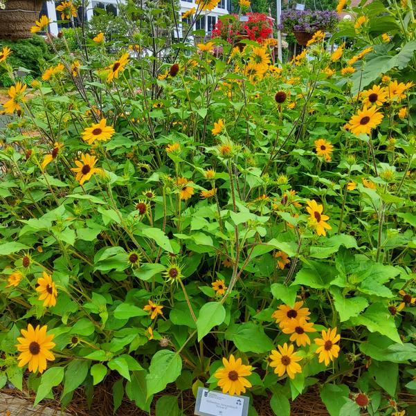 Helianthus Suncredible® 'Yellow II' Image