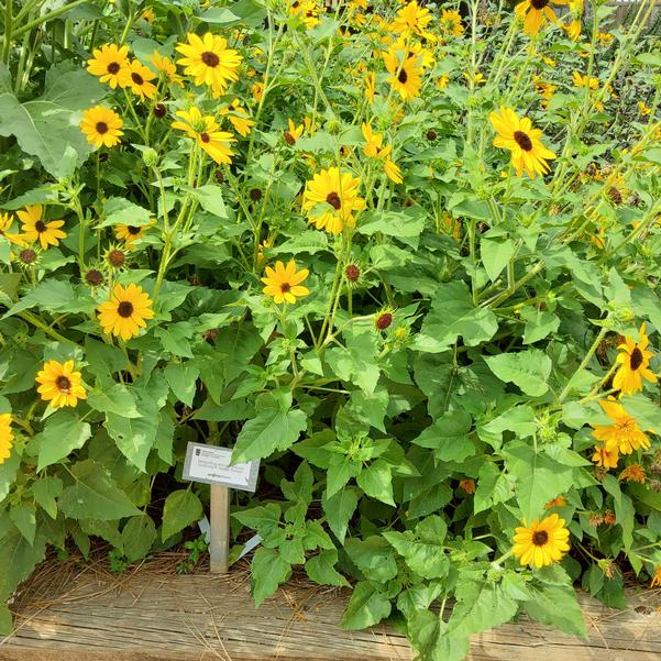 Helianthus annuus annuus Sunfinity® 'Single Yellow' Image