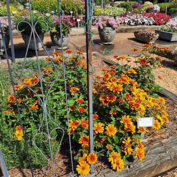 Heliopsis helianthoides 'Forged in Fire'' Image