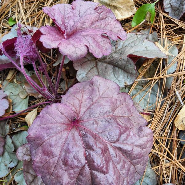 Heuchera 'Iridescent' Image
