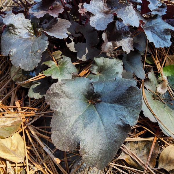 Heuchera Everglow 'Midnight' Image