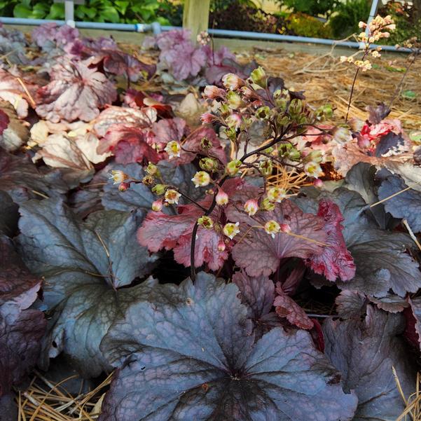 Heuchera 'Rosewood' Image
