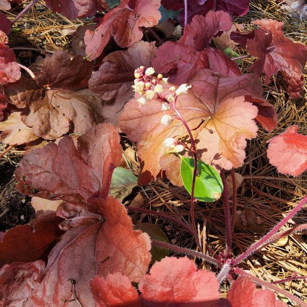 Heuchera 'Testarossa' Image