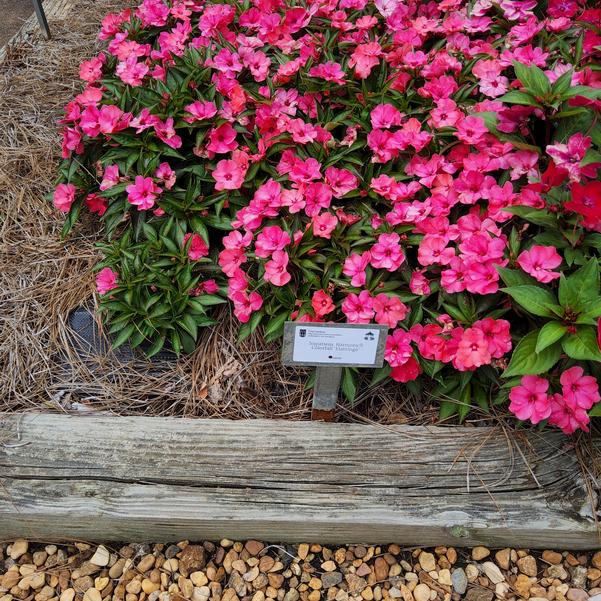 Impatiens Harmony® Colorfall 'Flamingo' Image