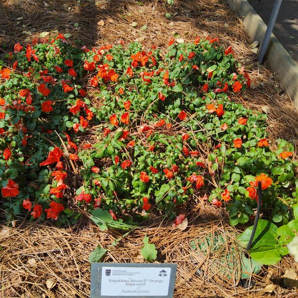 Impatiens Becon® 'Orange Improved' Image