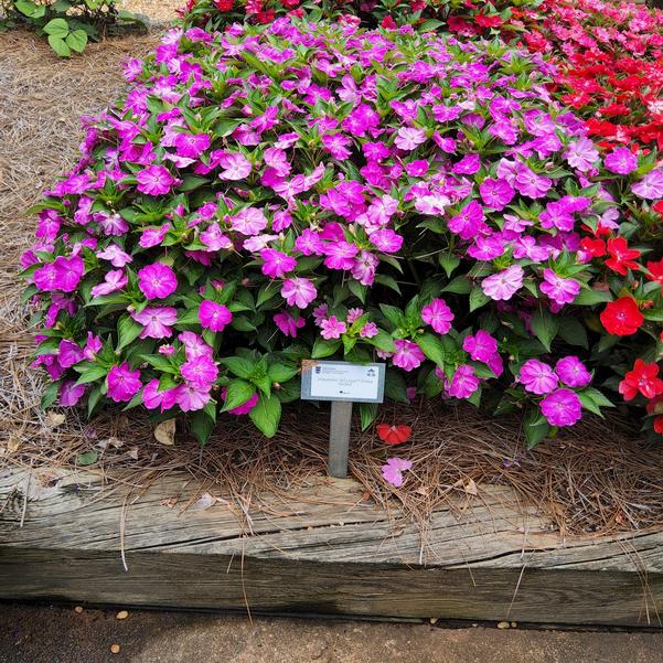 Impatiens Sol Luna™ Prime 'Orchid' Image