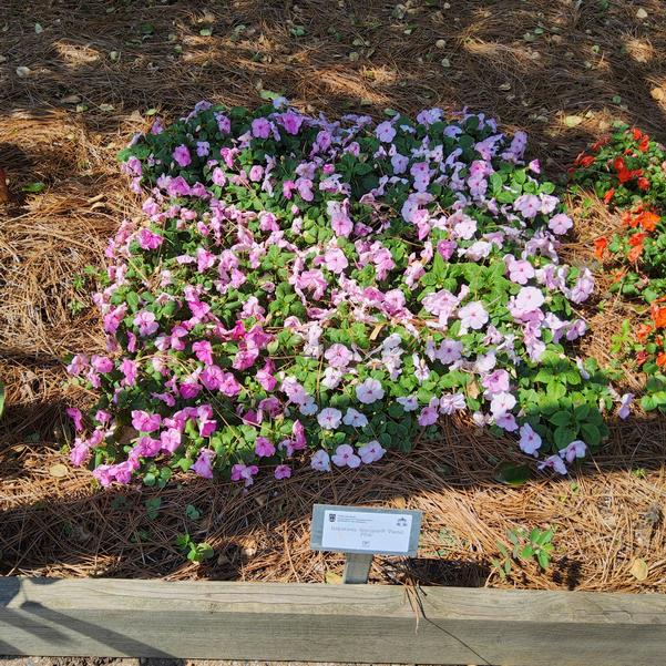 Impatiens Soprano® 'Pastel Pink' Image