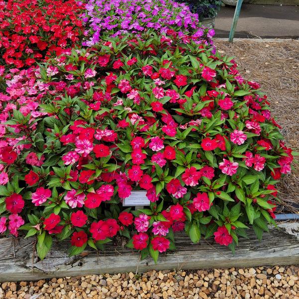 Impatiens interspecific Solarscape® XL 'Red GLow' Image