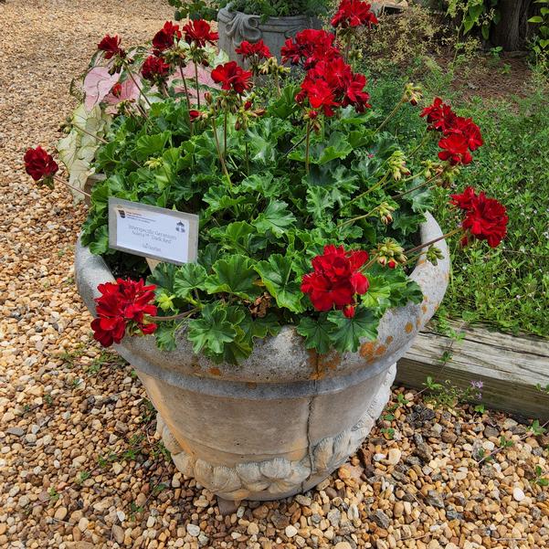Interspecific Geranium Solera™ 'Dark Red' Image