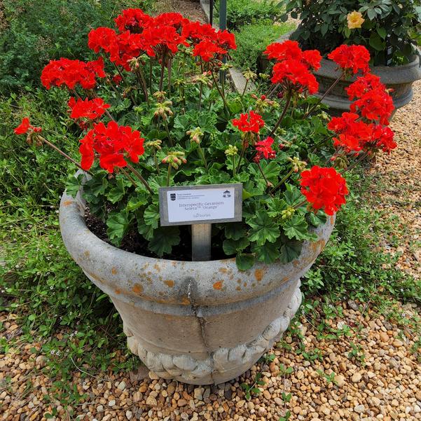 Interspecific Geranium Solera™ 'Orange' Image
