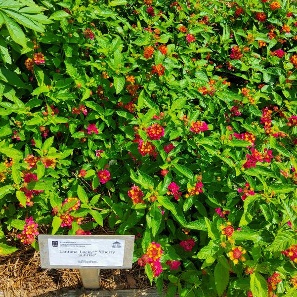 Lantana Lucky™ 'Cherry Sunrise' Image