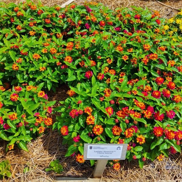 Lantana Shamrock™ 'Cherry Sunrise' Image