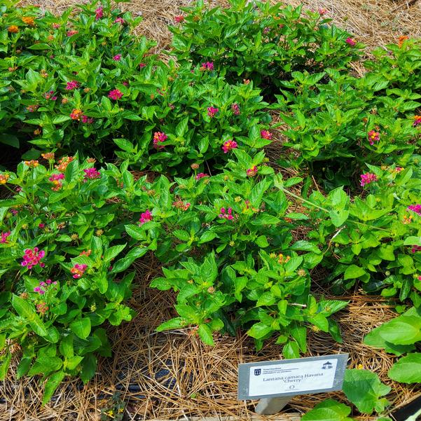 Lantana camara Havana 'Cherry' Image