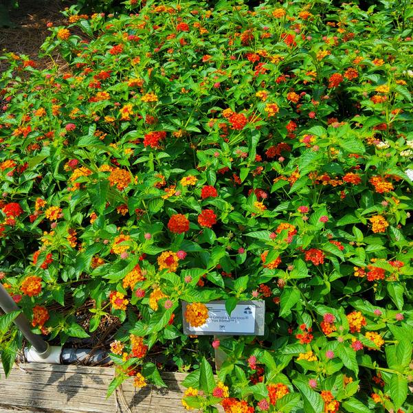 Lantana camara Luscious® 'Citrus Blend™ II' Image