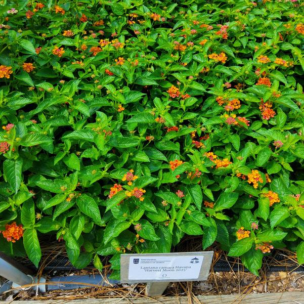 Lantana camara Havana 'Harvest Moon 2025' Image