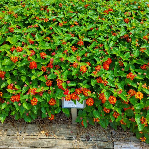 Lantana camara Hot Blooded® 'Mega Red' Image
