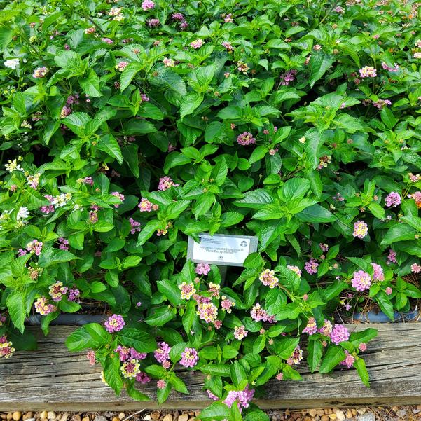 Lantana camara Luscious® 'Pink Berry Blend™' Image