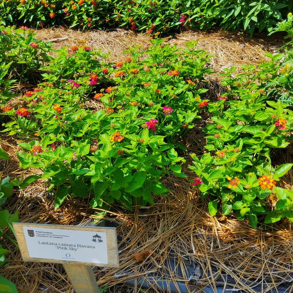 Lantana camara Havana 'Pink Sky' Image