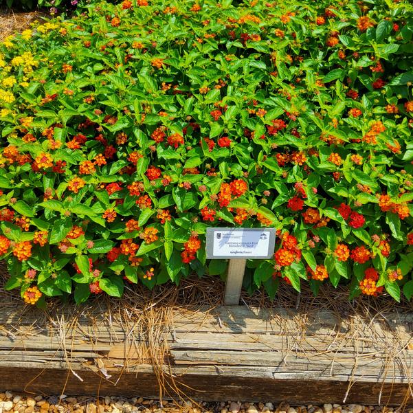 Lantana camara Hot Blooded® 'Red' Image