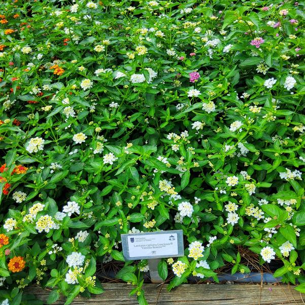 Lantana camara Luscious® 'Vanilla Breeze™' Image