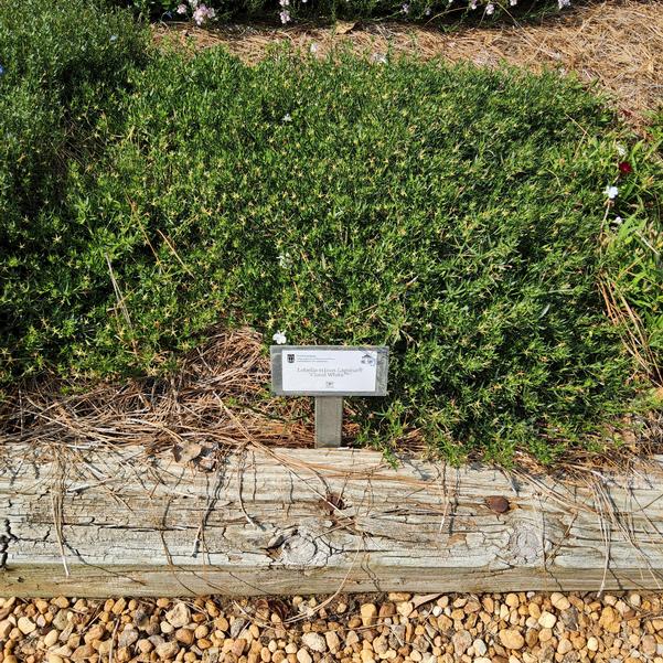 Lobelia erinus Laguna® 'Cloud White™' Image