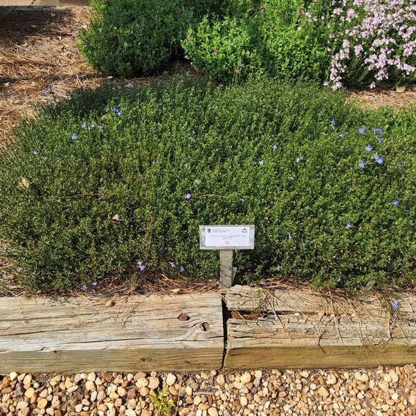 Lobelia erinus Laguna® 'Sky Blue III' Image