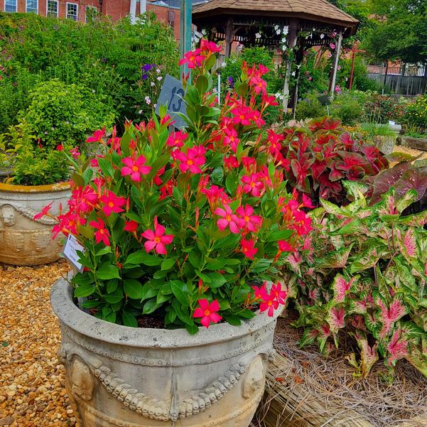 Mandevilla 'FiredUp Coral'