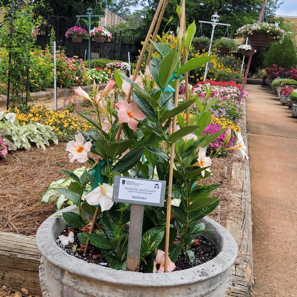 Mandevilla Sun Parasol® 'Giant Peach Sunrise' Image
