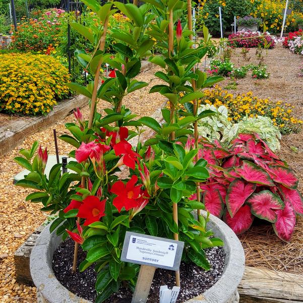 Mandevilla Sundenia® 'Suprema Crimson' Image