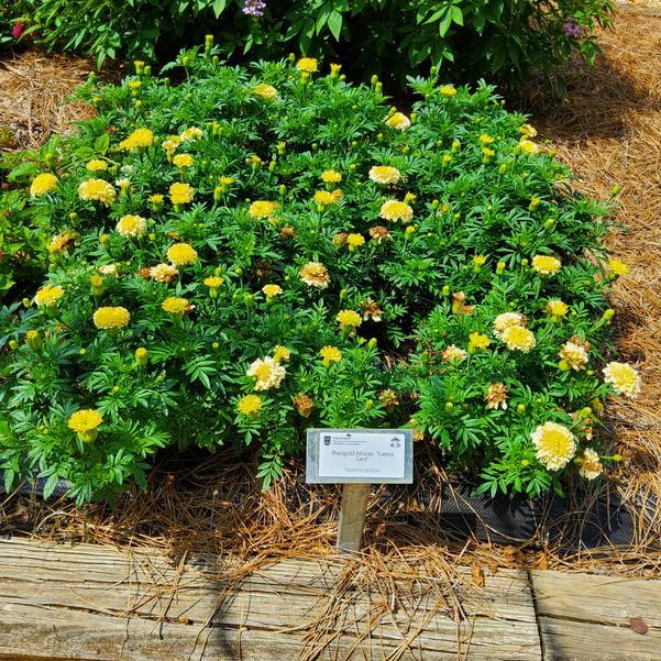 Marigold African 'Lanna Lace'