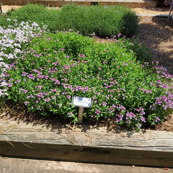 Nemesia fruticans Aromance® 'Mulberry™' Image