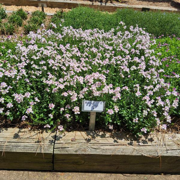 Nemesia fruticans Aromance® 'Pink' Image