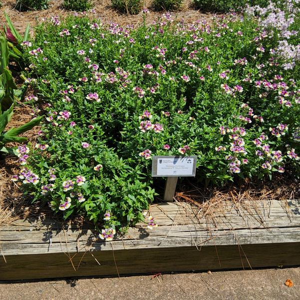 Nemesia fruticans Aromance® 'Plum Honey' Image
