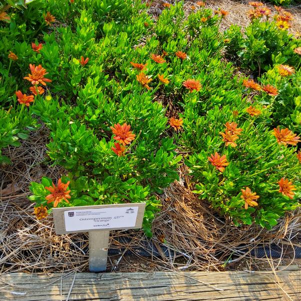 Osteospermum 4D™ 'Orange' Image