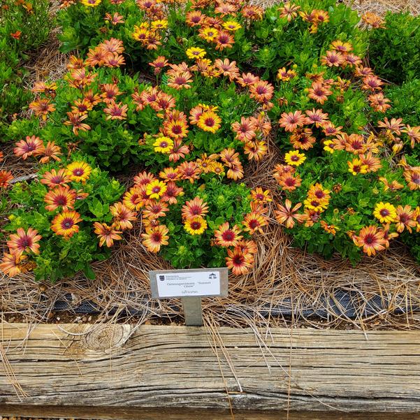 Osteospermum 'Sunset Glow'