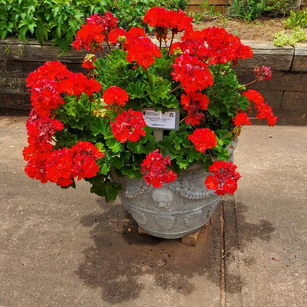 Pelagonium interspecific 'Coral'